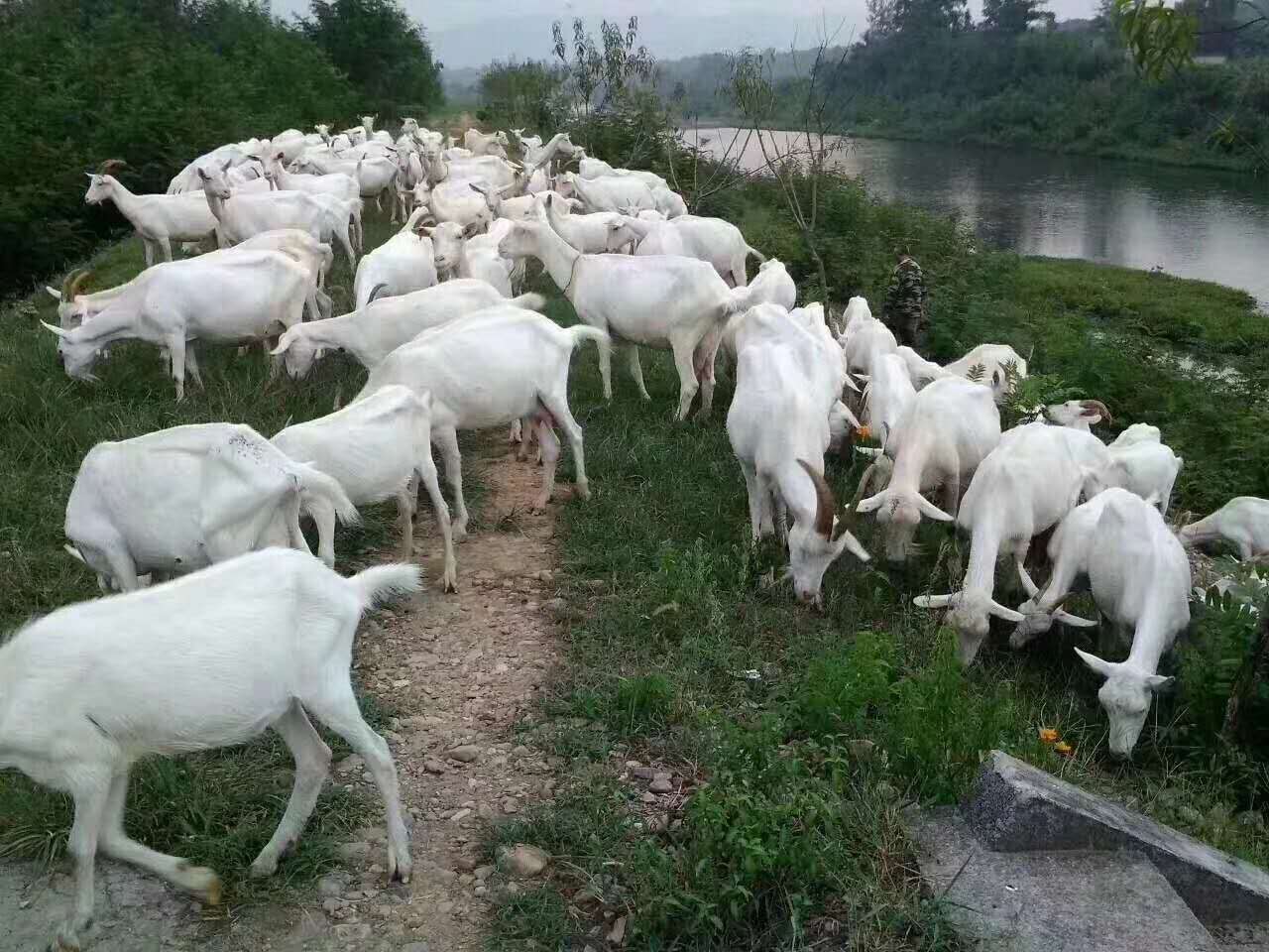 河北鲜羊奶和鲜牛奶营养价值生羊奶品牌排行榜