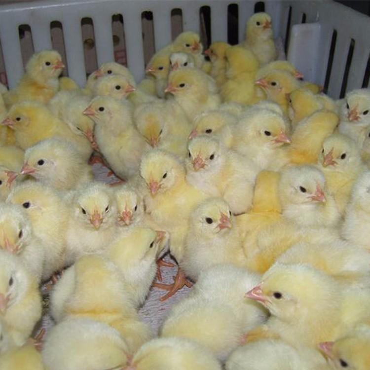 广西出售公鸡苗行情