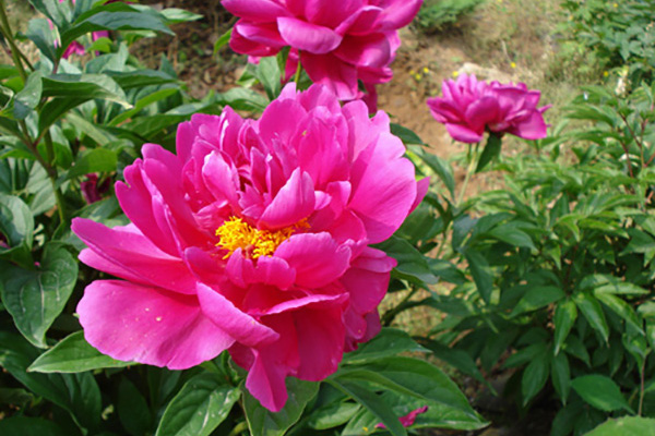 广东细叶乌头雷竹种苗