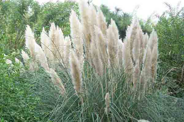 广东细叶乌头雷竹种苗