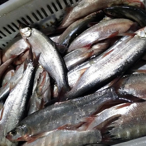 万源直销开背鱼多少钱,餐饮应用开背鱼