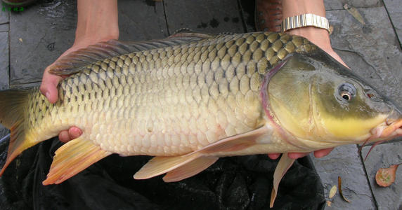 江油餐饮应用开背鱼多少钱