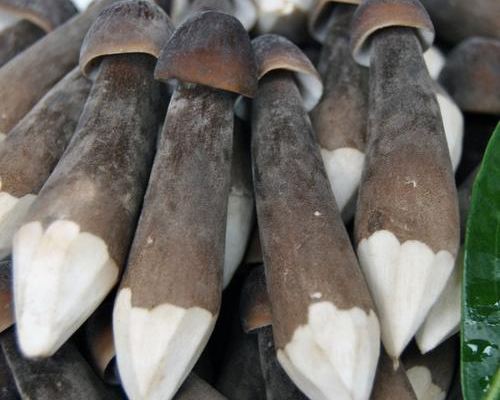 汉川黑皮鸡枞菌批发