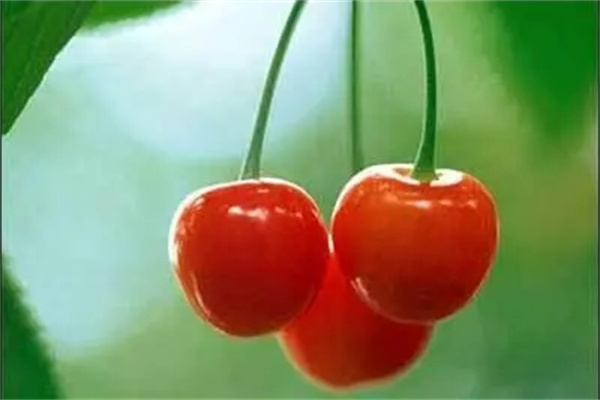 乌鲁木齐樱桃树大棚种植新方法