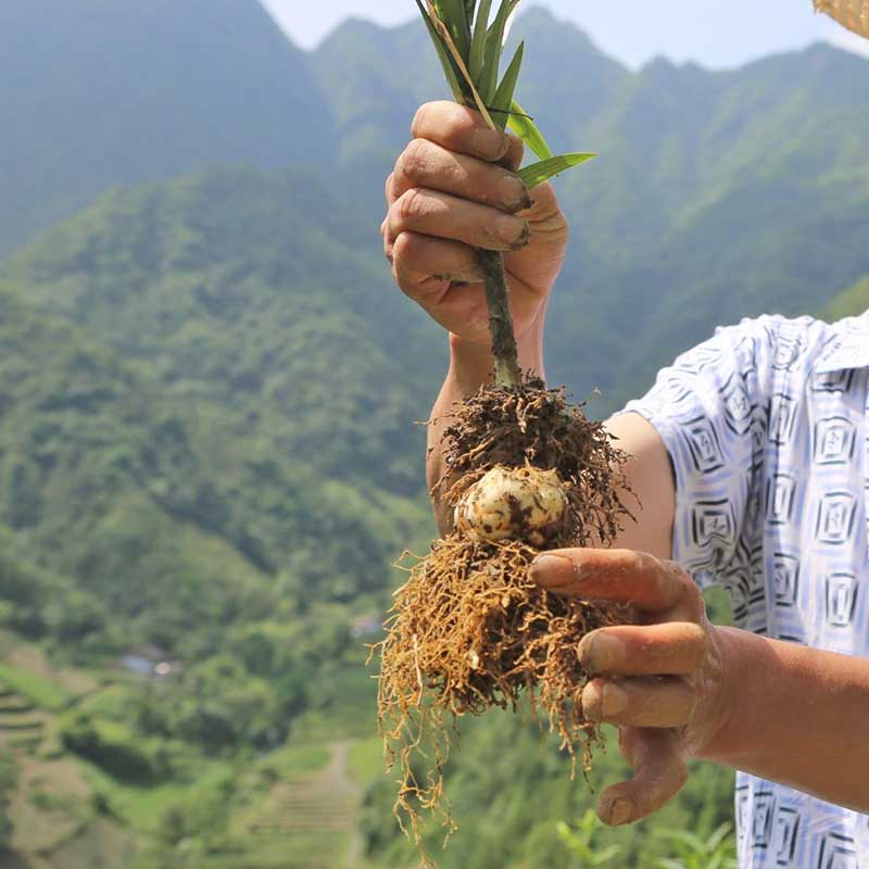 邢台灵芝种苗供应金丝皇菊种植哪里卖