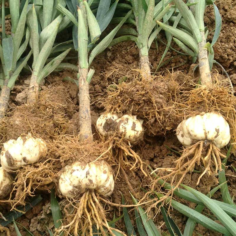 马鞍山灵芝种苗每亩效益金线莲种苗多少钱一斤