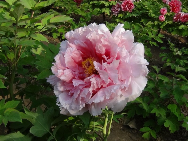 郑州西洋参药材种植供应公司金线莲种子多少钱